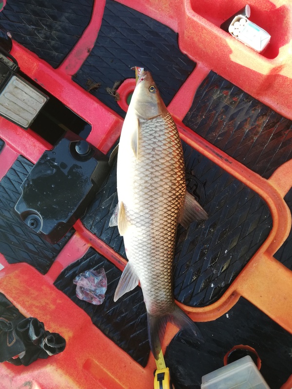Fish Measure Picture