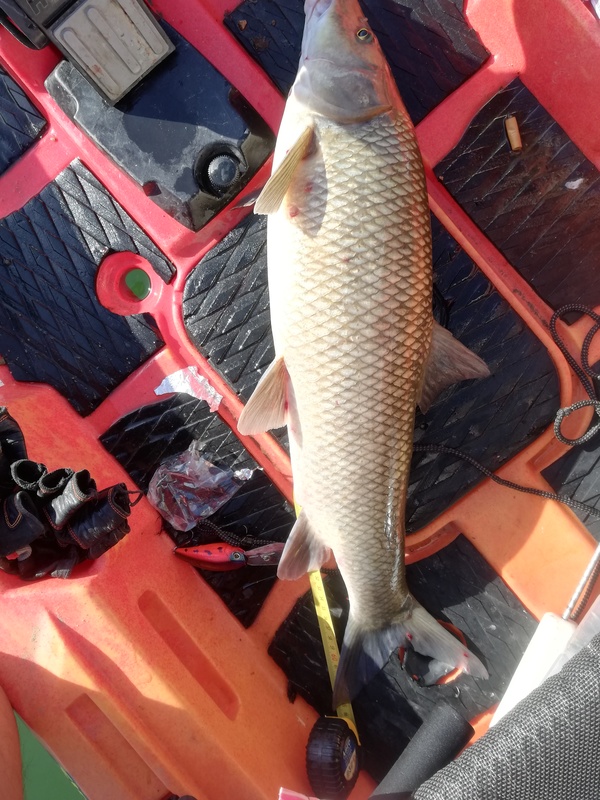 Fish Measure Picture