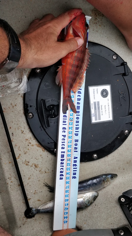 Fish Measure Picture