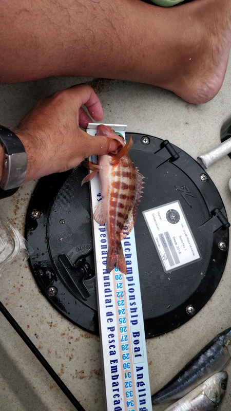 Fish Measure Picture