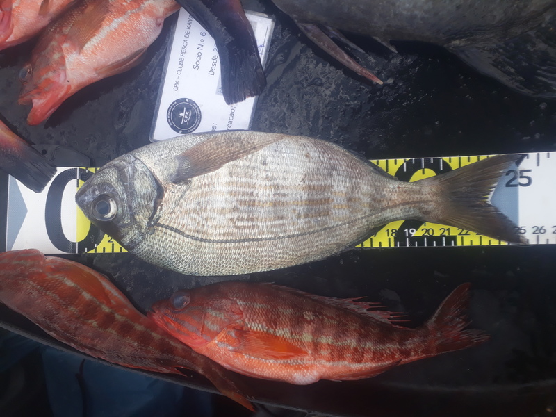 Fish Measure Picture