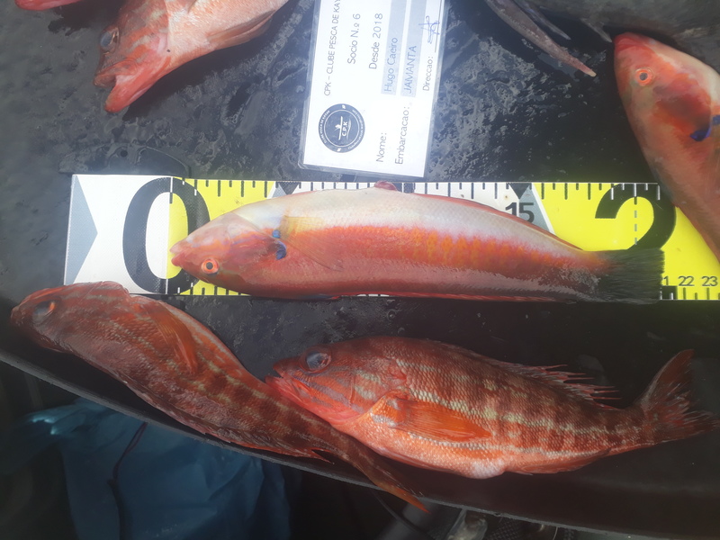 Fish Measure Picture