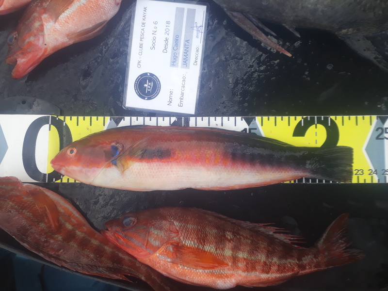 Fish Measure Picture