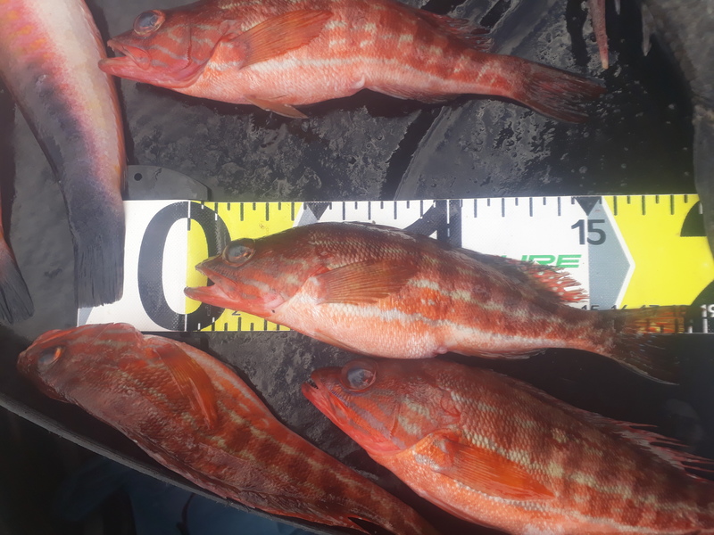 Fish Measure Picture