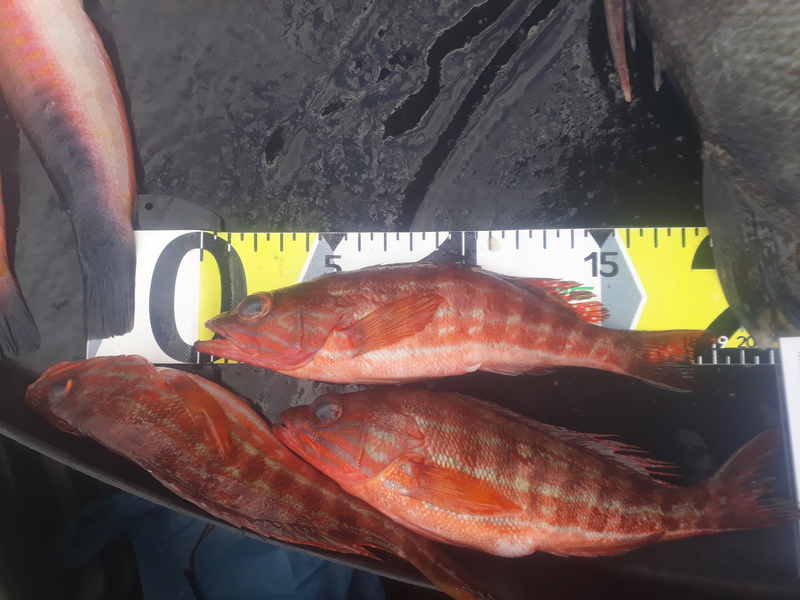 Fish Measure Picture