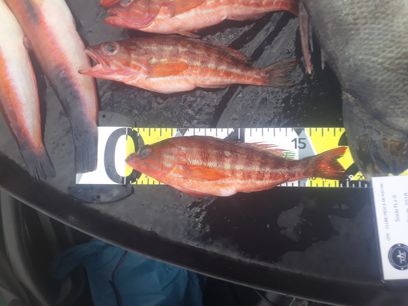 Fish Measure Picture