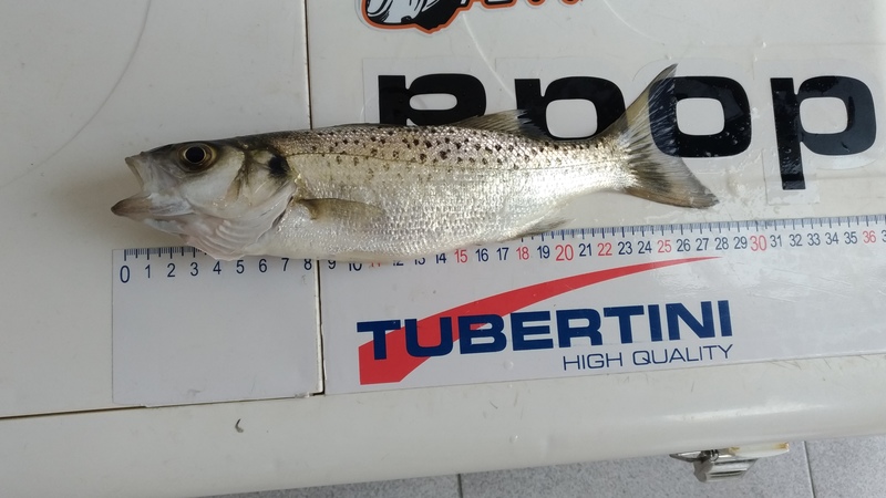 Fish Measure Picture