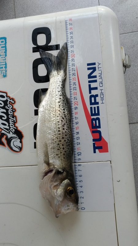 Fish Measure Picture