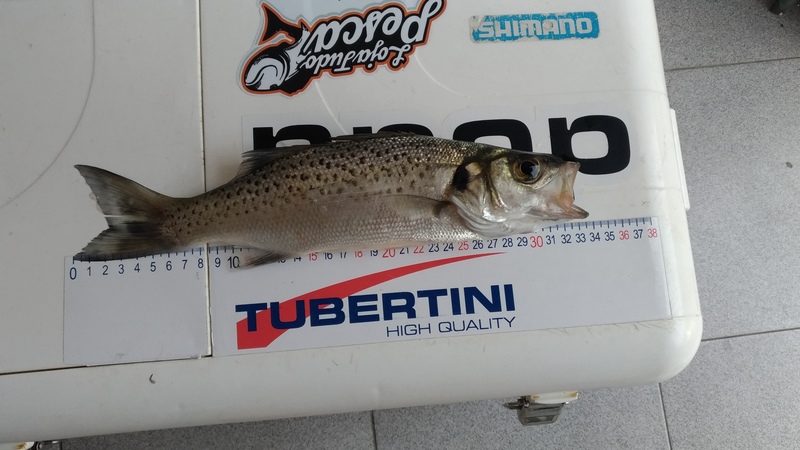 Fish Measure Picture