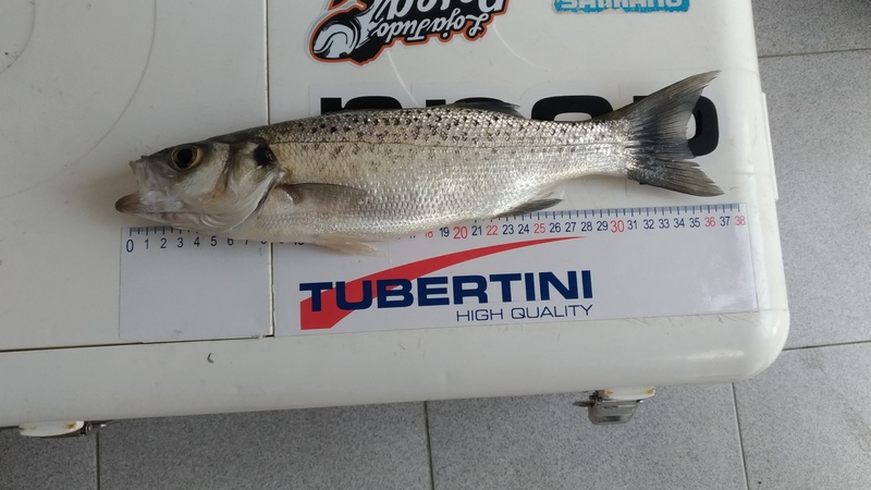 Fish Measure Picture