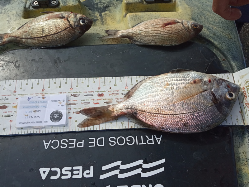 Fish Measure Picture
