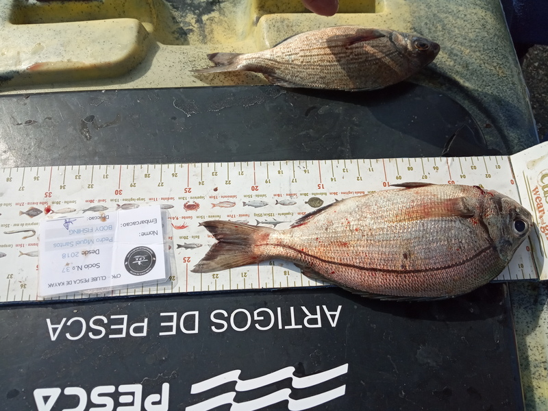 Fish Measure Picture