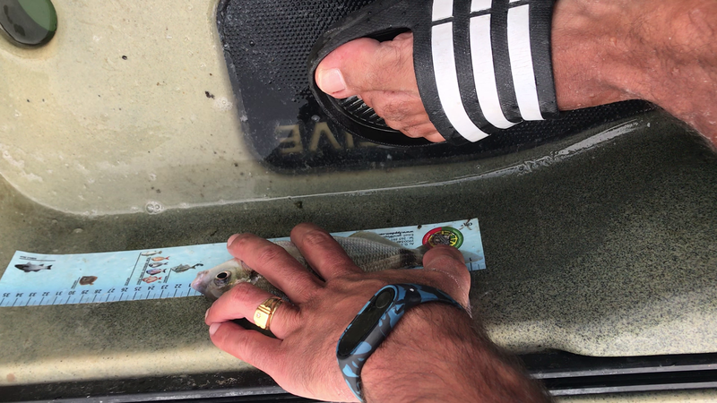 Fish Measure Picture