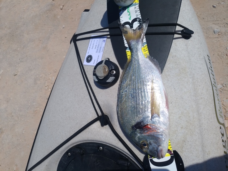 Fish Measure Picture
