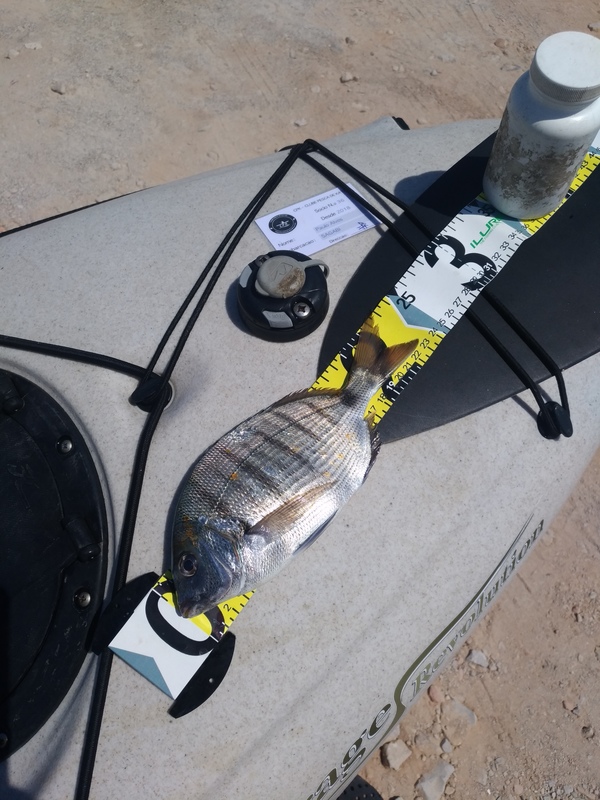 Fish Measure Picture