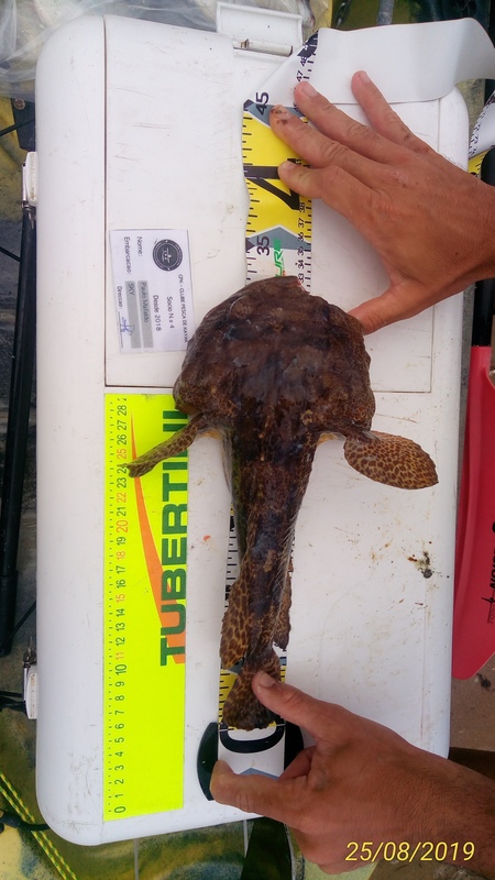 Fish Measure Picture