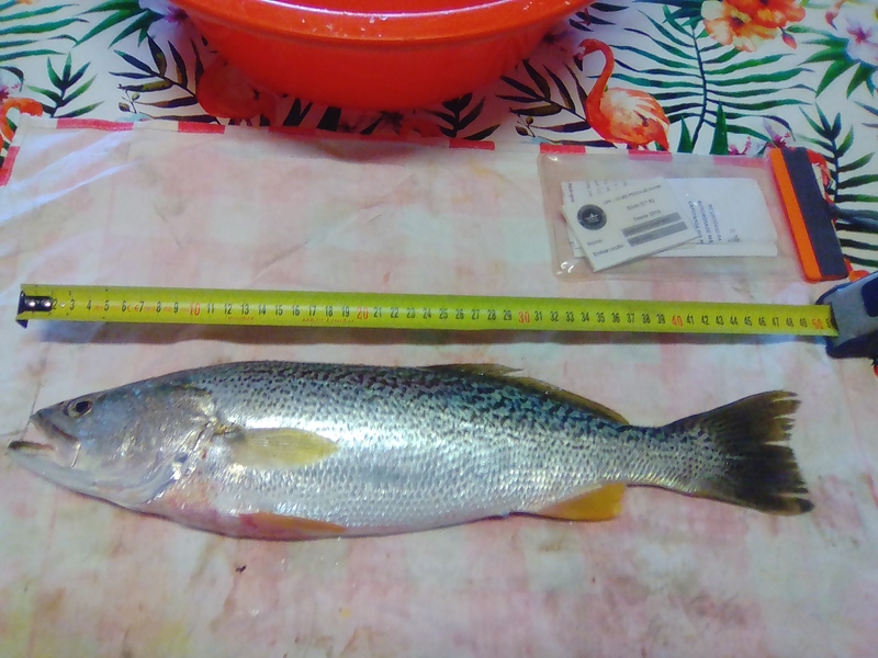 Fish Measure Picture