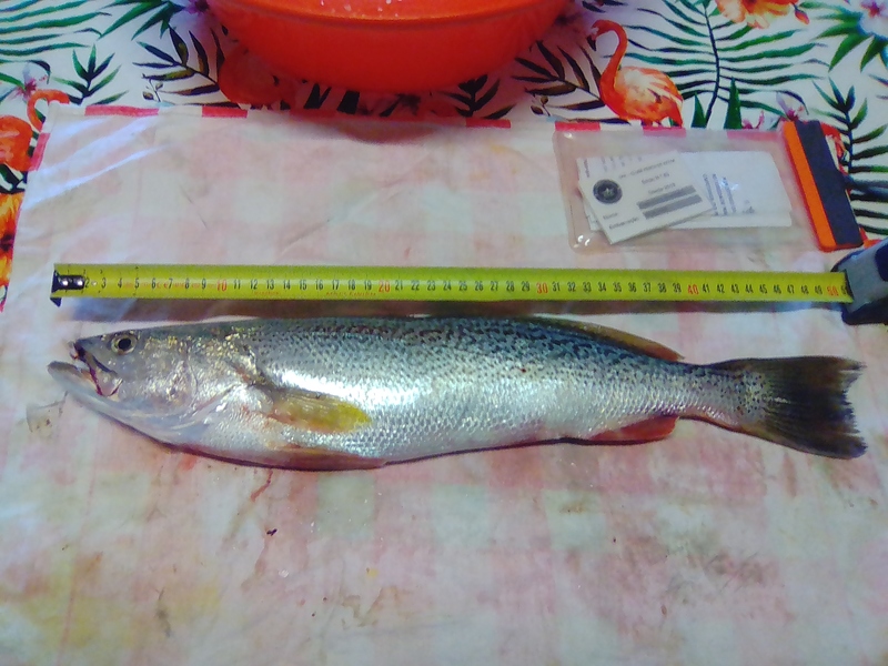 Fish Measure Picture