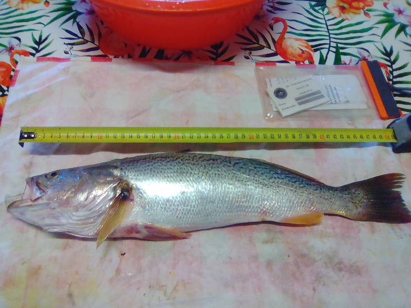 Fish Measure Picture