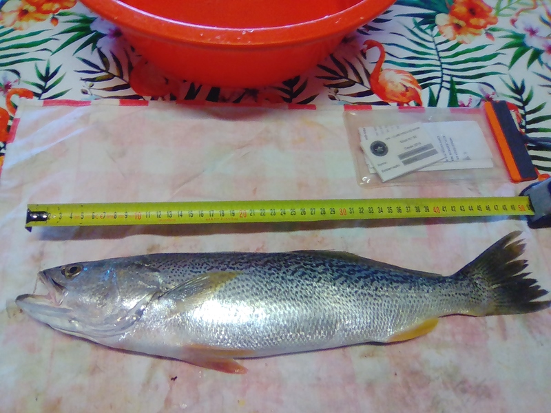 Fish Measure Picture