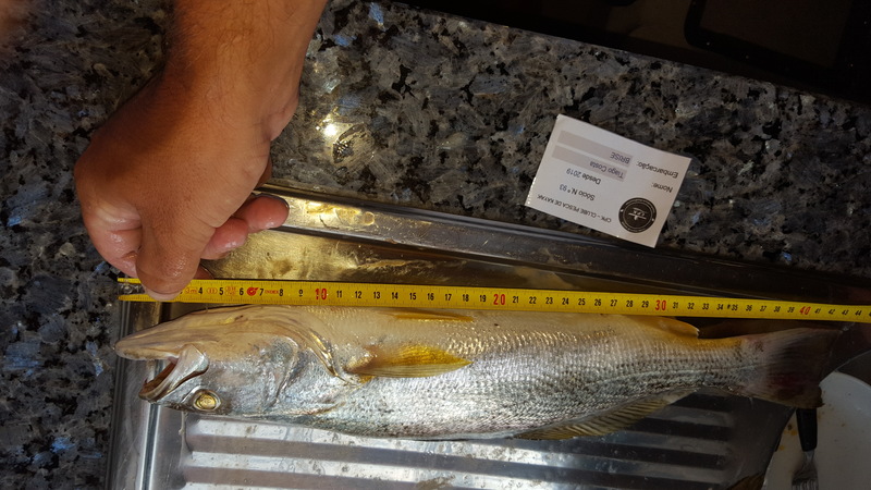 Fish Measure Picture
