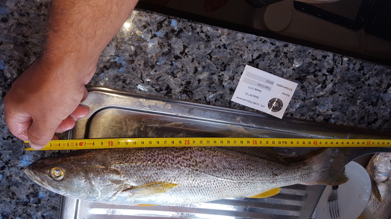 Fish Measure Picture