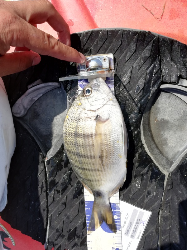Fish Measure Picture