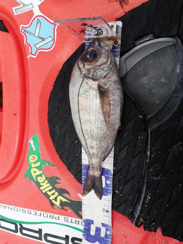 Fish Measure Picture