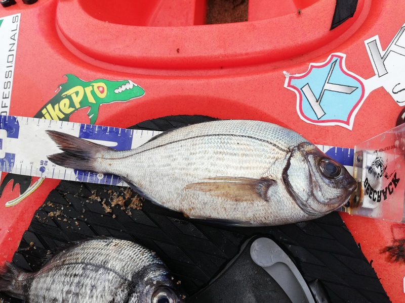 Fish Measure Picture
