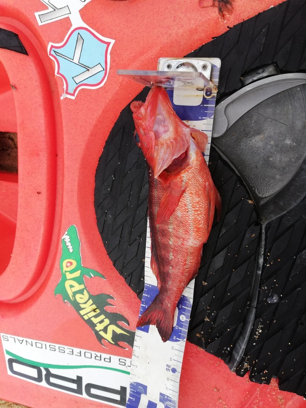Fish Measure Picture