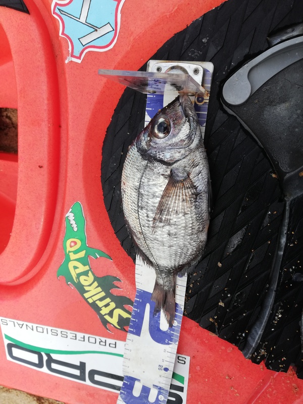 Fish Measure Picture