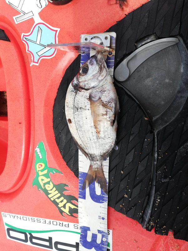 Fish Measure Picture