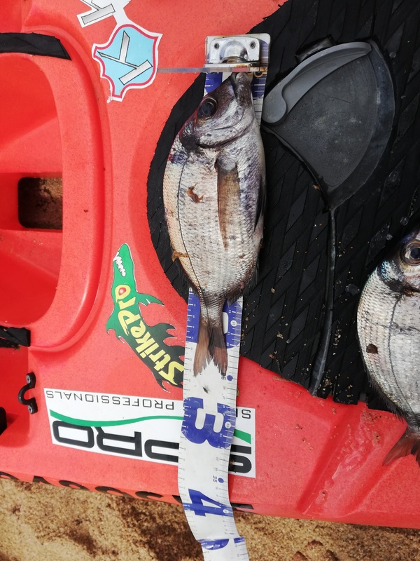 Fish Measure Picture