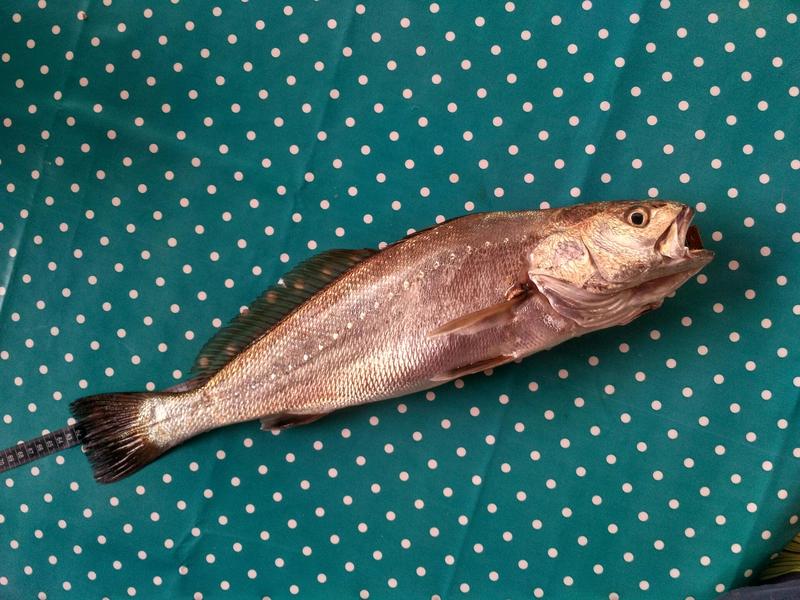 Fish Measure Picture