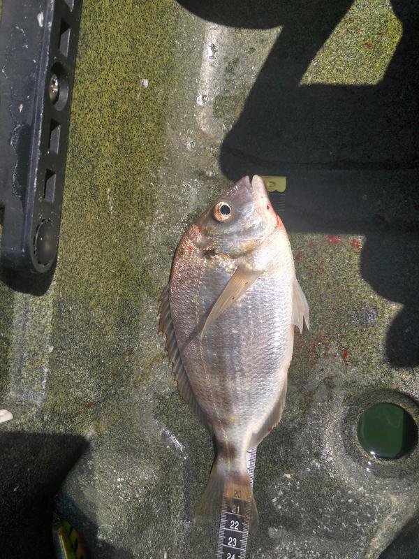 Fish Profile Picture