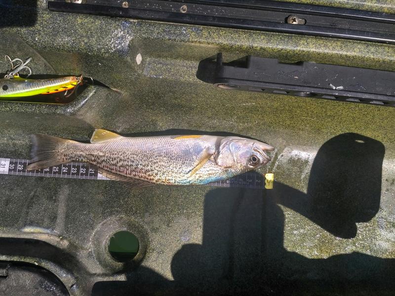 Fish Measure Picture