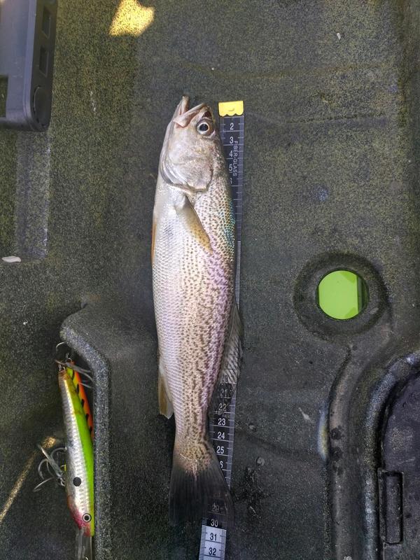 Fish Profile Picture