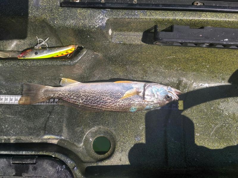 Fish Measure Picture