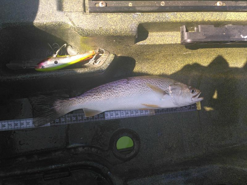 Fish Measure Picture