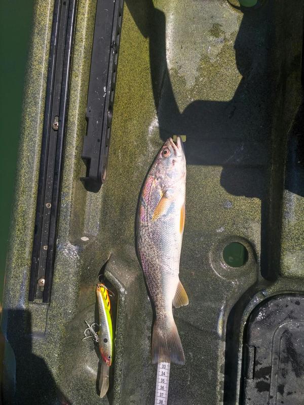 Fish Profile Picture