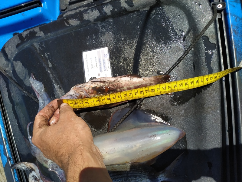 Fish Measure Picture