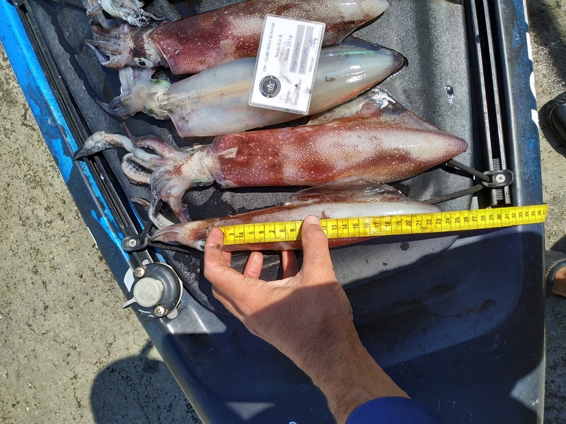 Fish Measure Picture