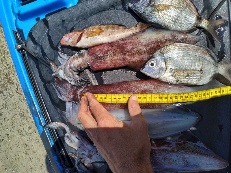 Fish Measure Picture
