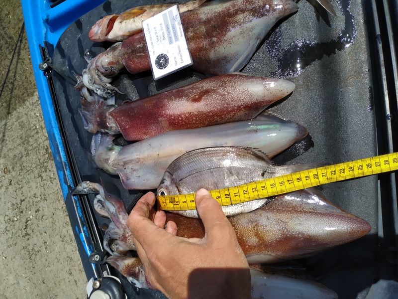 Fish Measure Picture