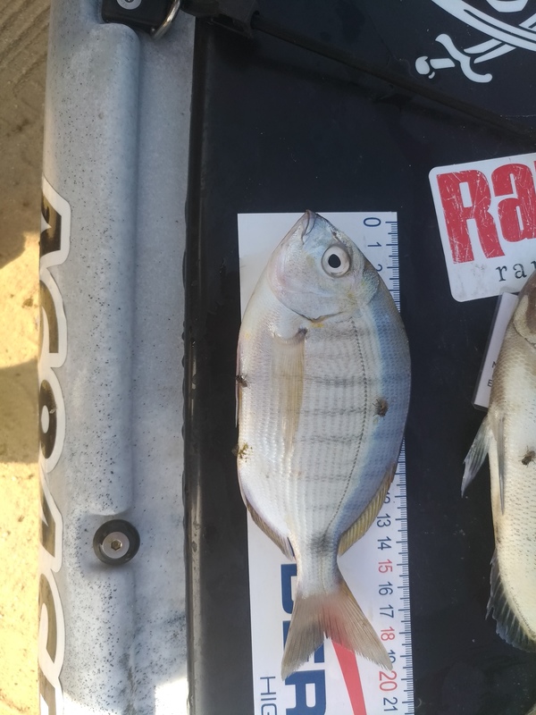 Fish Measure Picture