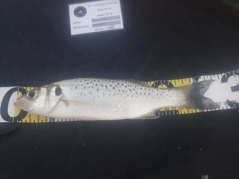 Fish Measure Picture