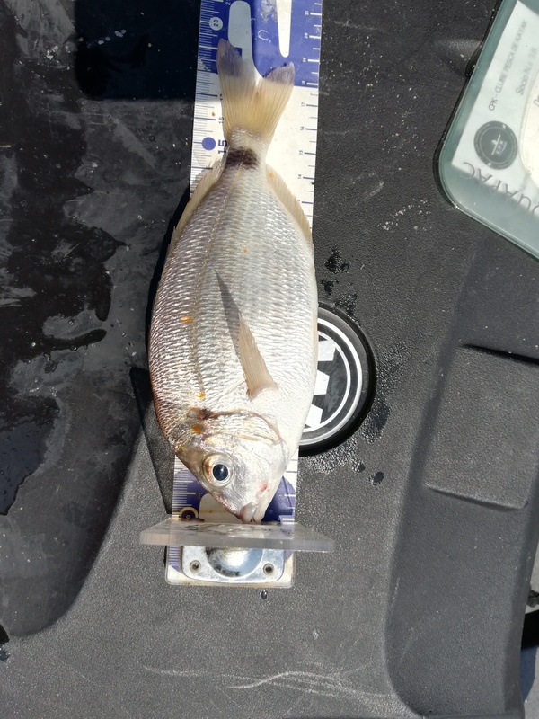 Fish Measure Picture