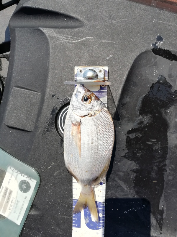 Fish Measure Picture