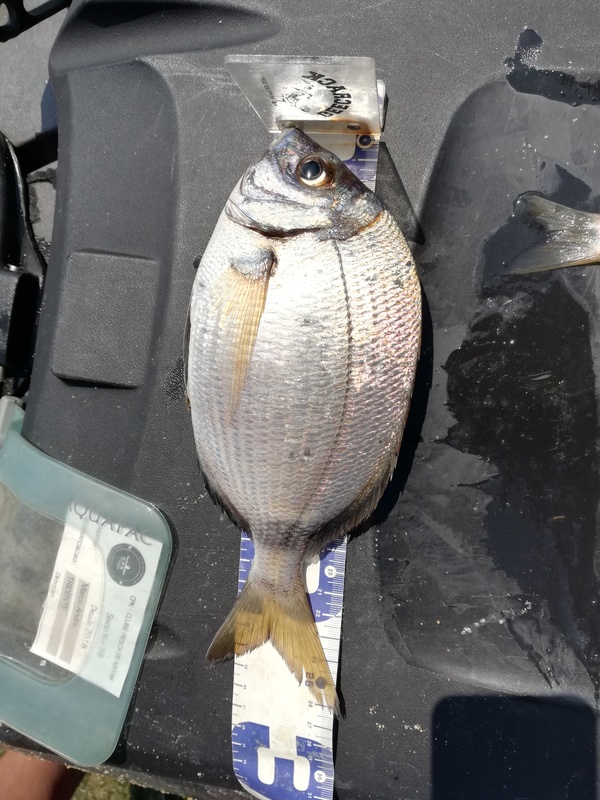 Fish Measure Picture