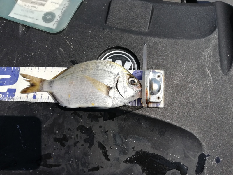 Fish Measure Picture
